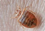 Common Bed Bug (Cimex lectularius)