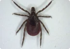Cat Flea (Ctenocephalides felis)