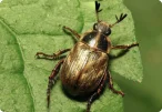 Carpenter Ant (Camponotus pennsylvanicus)