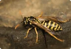 Indianmeal Moth (Plodia interpunctella)