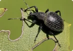 House Dust Mite (Dermatophagoides pteronyssinus)