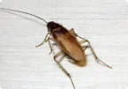 German Cockroach (Blattella germanica)