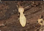 Subterranean Termite (Reticulitermes flavipes)